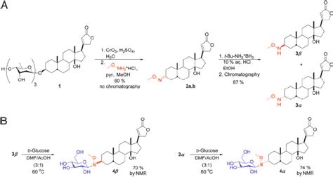 The synthesis of cardiac neoglycosides. ( A ) Aglycon 3 ␤ and its C3... | Download Scientific ...