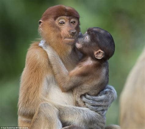 Monkey mother looks less than impressed as her baby grabs her nose ...