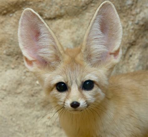 Meet Charlie The Fennec Fox | Smithsonian's National Zoo