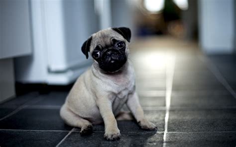 Pug Wallpapers HD Free Download