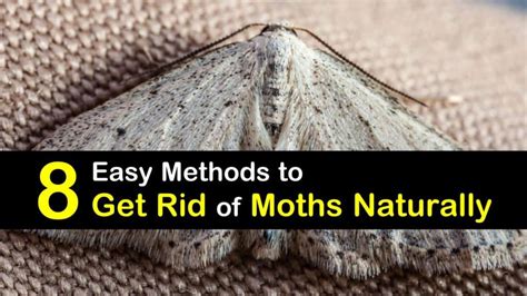 8 Easy Methods To Get Rid Of Moths Naturally