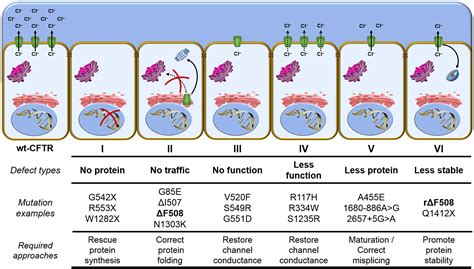 Frontiers | CFTR Modulators: Shedding Light on Precision Medicine for Cystic Fibrosis