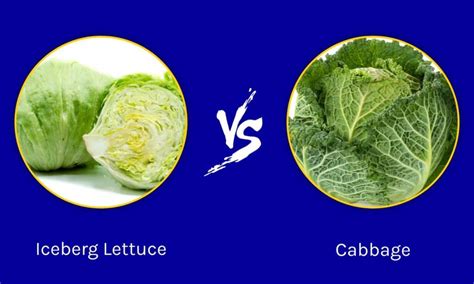 Iceberg Lettuce vs Cabbage: 5 Key Differences - A-Z Animals