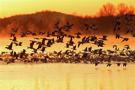 Snow Geese Flying at Sunrise Photograph by Delmas Lehman - Fine Art America