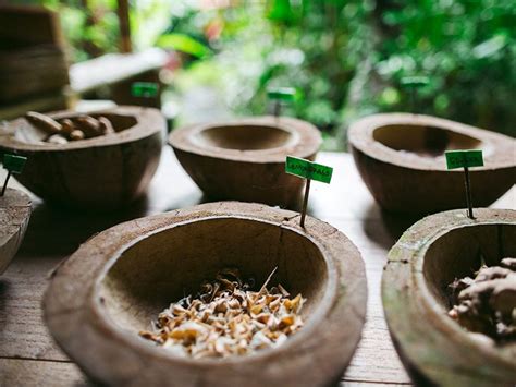 Bush Medicine: Intro to Traditional Practices