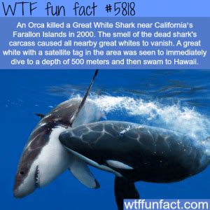 orca vs great white shark wtf fun facts