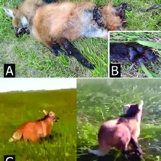 Chrysocyon brachyurus in Gualeguay Department, Entre Ríos Province,... | Download Scientific Diagram