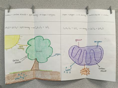 photosynthesis and cellular respiration poster project examples ...