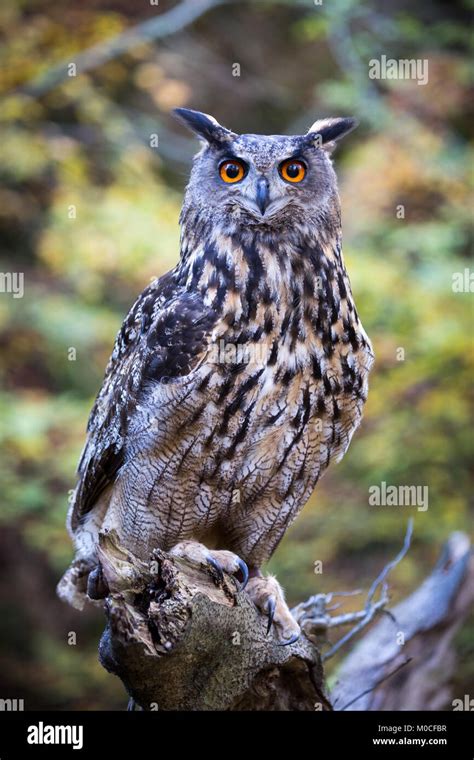 Eagle owl hi-res stock photography and images - Alamy