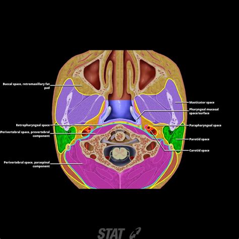 Other neck spaces:Parapharyngeal space | Plexus products, Head and neck, Neck