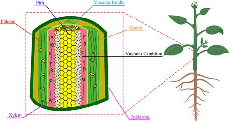 Plant Shoot Diagram