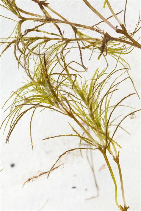 Hydrilla Identification – NYSFOLA