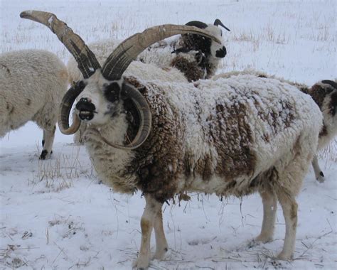 Jacob Sheep - Ruby Peak FarmsRegistered Jacob Sheep