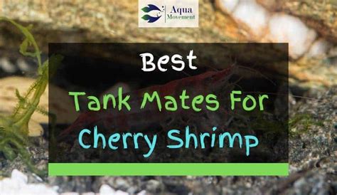 11 Best Cherry Shrimp Tank Mates (With Pictures) | Aqua Movement