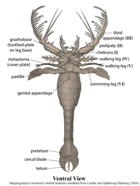 Eurypterid