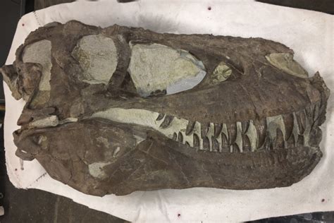 Fossils hint that Tyrannosaurs lived in packs - The Columbian