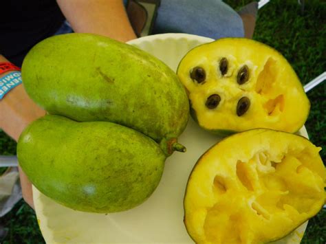 Pondering the pawpaw! How much do you know about Ohio's state native fruit? | Pawpaw, Pawpaw ...