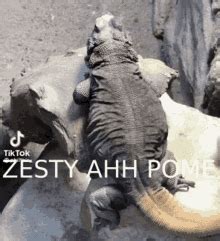 Zesty Ahh Lizard Zesty GIF - Zesty Ahh Lizard Zesty Lizard - GIF-ləri ...