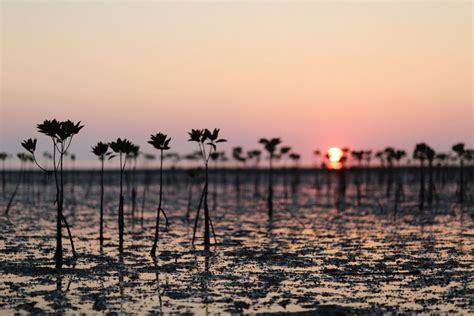 Fakta Menarik Hutan Bakau, Bantu Kurangi Efek Climate Change