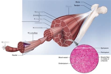 muscle fiber Diagram | Quizlet