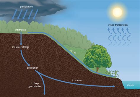 Water Infiltration In Soil