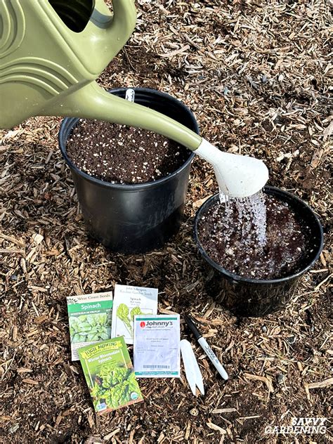 Growing Spinach in Containers: A Seed to Harvest Guide