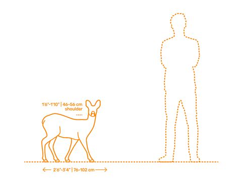 Water Deer Dimensions & Drawings | Dimensions.com