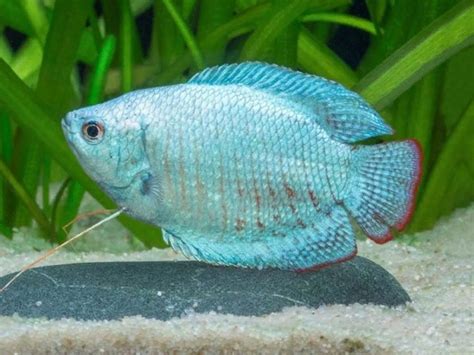 Pair of Blue Dwarf Gourami Get it from https://fishplace.eu/product ...