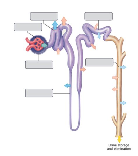 An Overview of Urine Formation: The Nephron Diagram | Quizlet