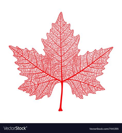 Red maple leaf isolated symbol of canada autumn Vector Image