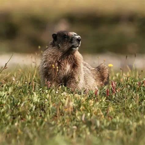 Hoary Marmot - Facts, Diet, Habitat & Pictures on Animalia.bio