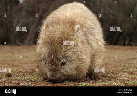 Wombat eating hi-res stock photography and images - Alamy