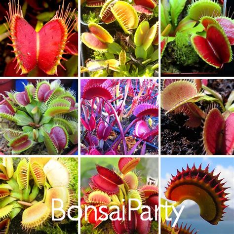 100 PCS / Pack Potted Insectivorous Plant Seeds Dionaea Muscipula Giant ...