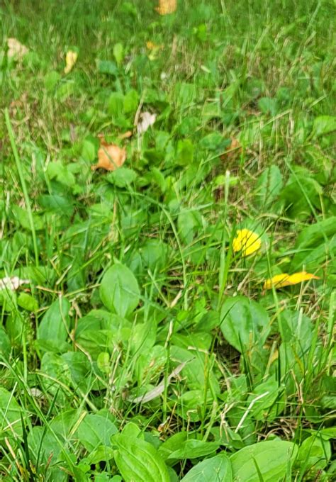 What can I do about a wild plantain infestation in my newly seeded lawn ...