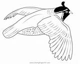 California Quail Flight Coloring Page For Kids  Free Quails Printable sketch template