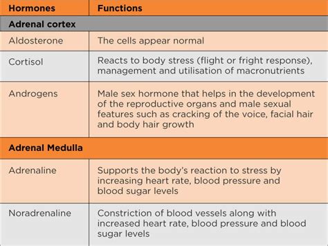 Adrenal Gland |Introduction, Structure, Location & Function