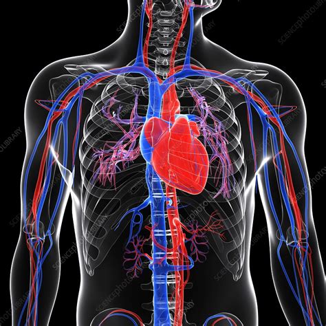 Cardiovascular system, artwork - Stock Image - F006/2962 - Science ...