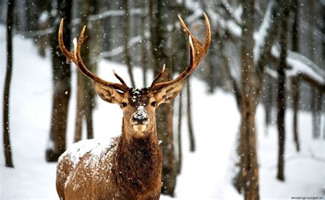 Winter Deer Wallpaper | Wallpapers Gallery