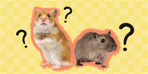 Gerbil Vs. Hamster: The Differences Between These Tiny Pets - DodoWell ...