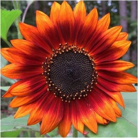 Sunflower Garden, Sunflower Art, Sunflower Seeds, Sunflower Colors, Colorful Sunflower Tattoo ...