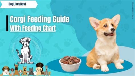 Corgi Feeding Chart – How Much to Feed a Corgi? | DogLikesBest