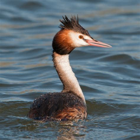 Identify Dutch birds