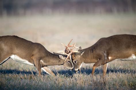 Whitetail Deer Fighting Stock Photo - Download Image Now - iStock