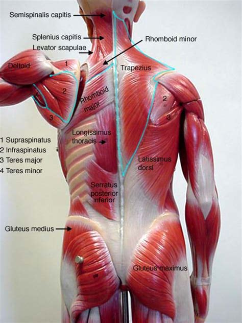 Muscle Anatomy Labeling Muscle Labeling Posterior Human Anatomy Diagram ...