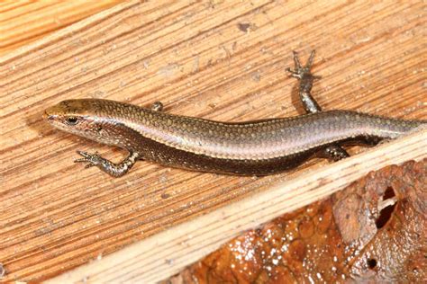 Hundreds of Australian lizard species are barely known to science. Many may face extinction