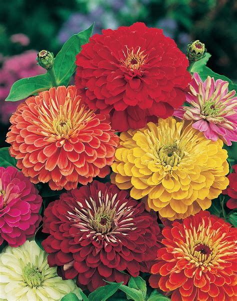 Zinnia is longest-lasting cut flower - Amateur Gardening