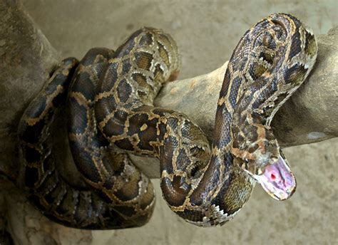 Kayaker left stunned after he spotted a 18ft python in the Grand Union Canal near Leicester