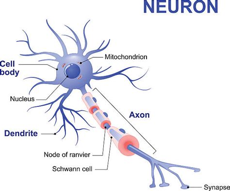 1,100+ Neuron Receptors Illustrations, Royalty-Free Vector Graphics ...