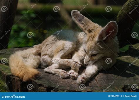 White Fennec Fox Resting in Her Enclosure Stock Image - Image of ...