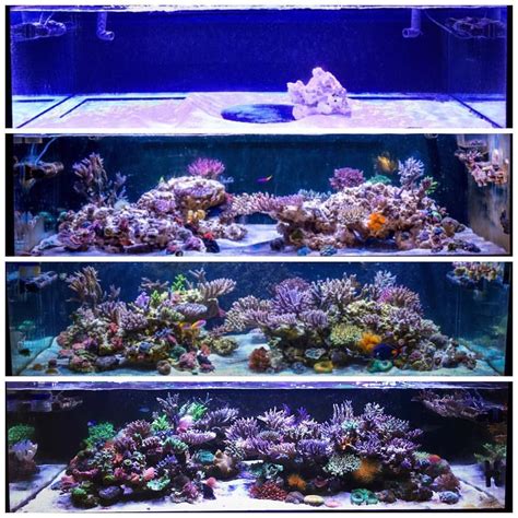 Saltwater Aquarium Setup, Coral Reef Aquarium, Aquarium Ideas, Saltwater Tank, Marine Aquarium ...